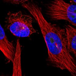 Ninein Antibody, Novus Biologicals:Antibodies:Primary Antibodies